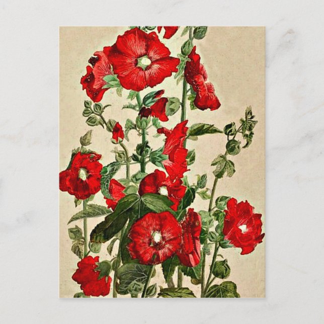 Cartão Postal Red Hollyhocks (Frente)