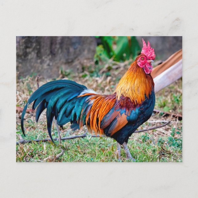 Cartão Postal Red junglefowl (Frente)