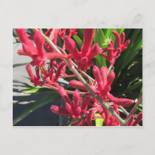 Cartão Postal Red Kangaroo Paw