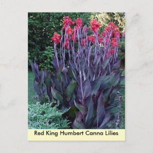 Cartão Postal Red King Humbert Canna Lily