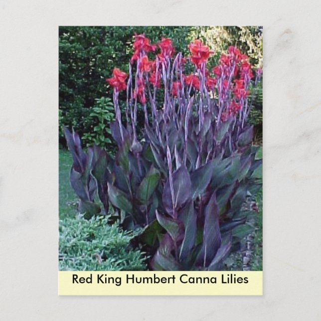 Cartão Postal Red King Humbert Canna Lily (Frente)