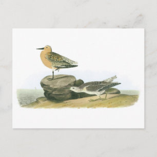 Cartão Postal Red Knot by Audubon