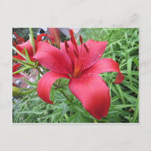Cartão Postal Red Lily