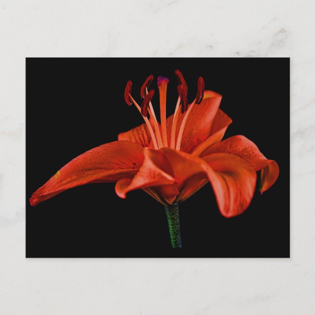 Cartão Postal Red Lily Em Preto (Frente)