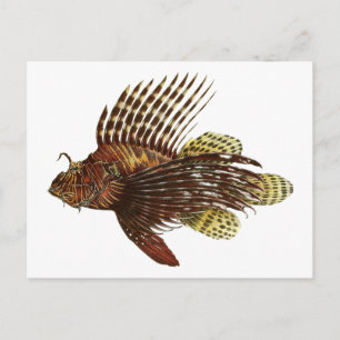 Cartão Postal Red Lionfish Vintage Impressão