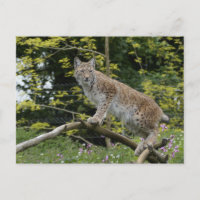Red Lynx Em Uma Ramificação De Árvore