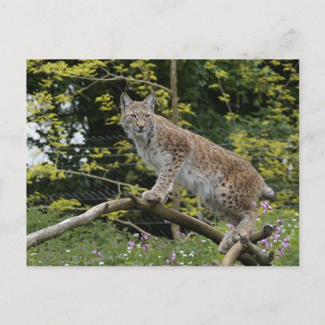Cartão Postal Red Lynx Em Uma Ramificação De Árvore (Frente)