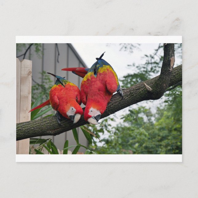 Cartão Postal Red Macaws 1.JPG (Frente)
