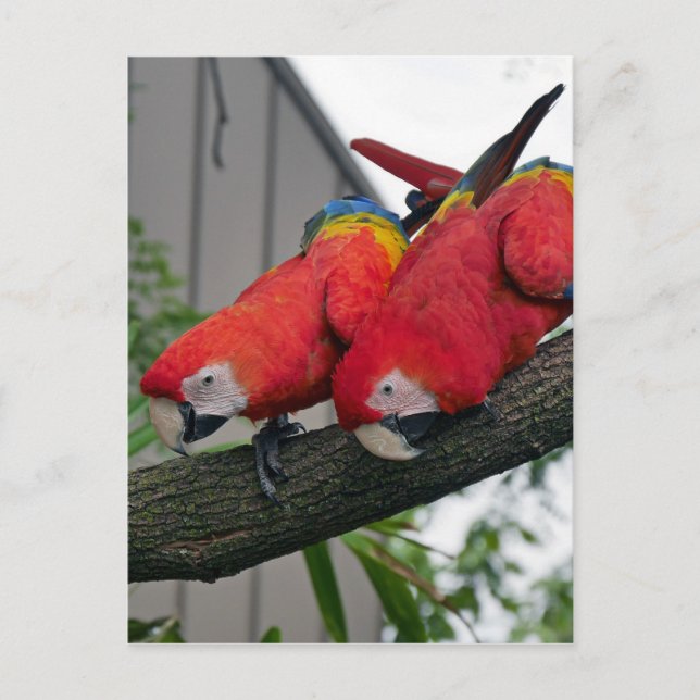Cartão Postal Red Macaws 2.JPG (Frente)