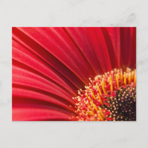 Cartão Postal Red Macro Gerbera Daisy Flower
