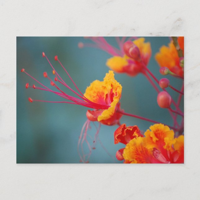 Cartão Postal Red Mexican Bird of Paradise (Frente)