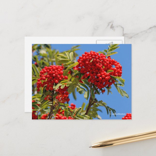 Cartão Postal Red Mountain Ash Rowan Berries (Frente/Verso In Situ)