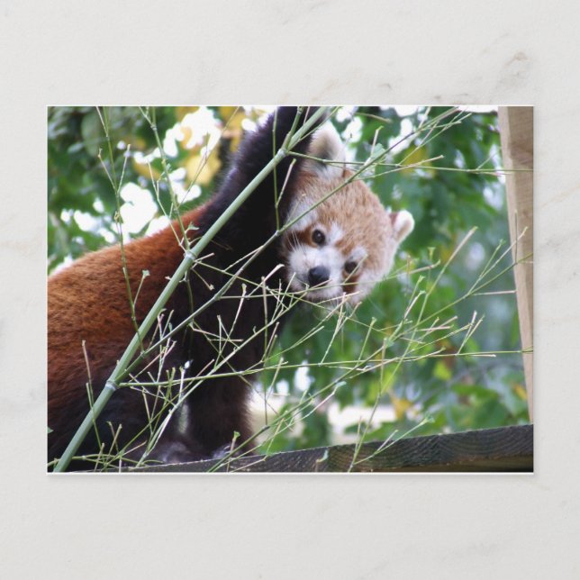 Cartão Postal Red Panda (Frente)