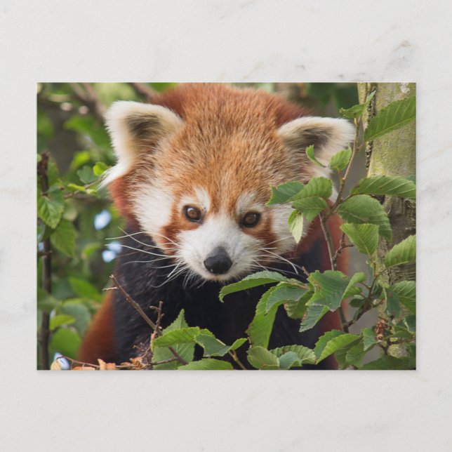 Cartão Postal Red panda (Frente)
