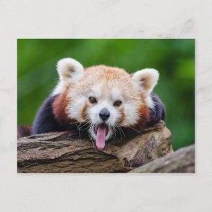 Cartão Postal Red Panda