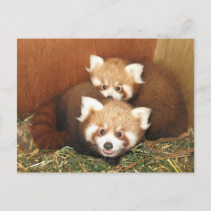 Cartão Postal Red Panda