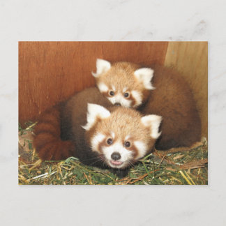 Cartão Postal Red Panda