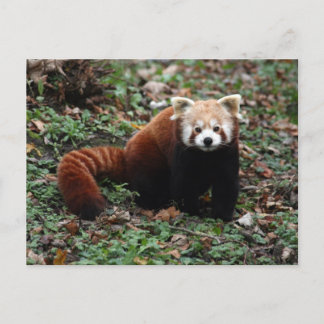 Cartão Postal Red Panda