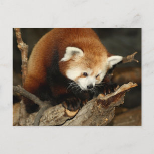 Cartão Postal Red Panda