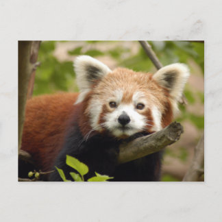 Cartão Postal Red-panda-007