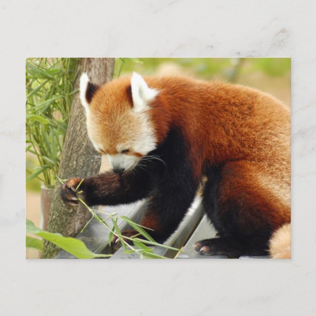Cartão Postal Red-panda-029 (Frente)