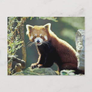 Cartão Postal Red Panda Ailurus fulgens)