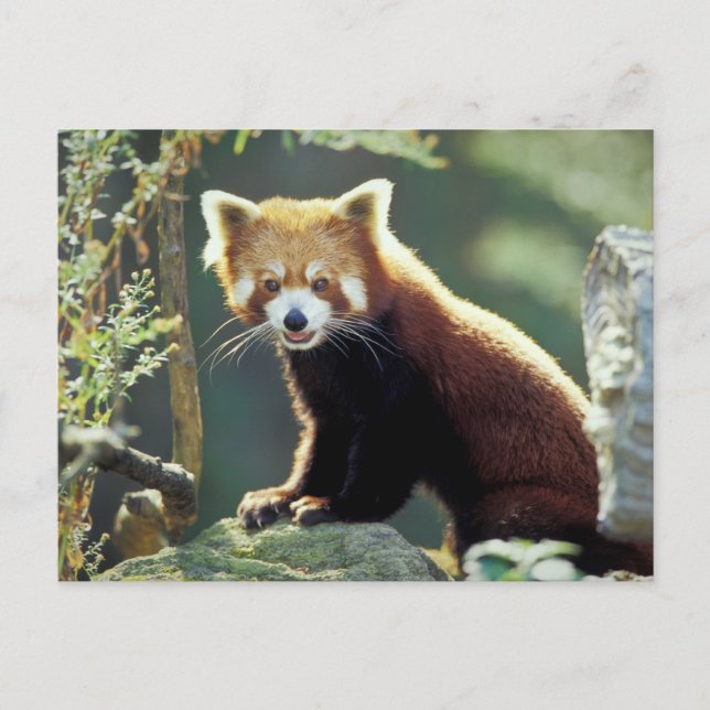 Cartão Postal Red Panda Ailurus fulgens) (Frente)
