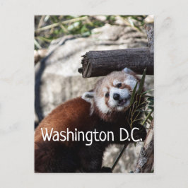 Cartão Postal Red Panda e Bamboo, Washington D.C.