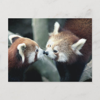 Cartão postal Red Panda nº 2