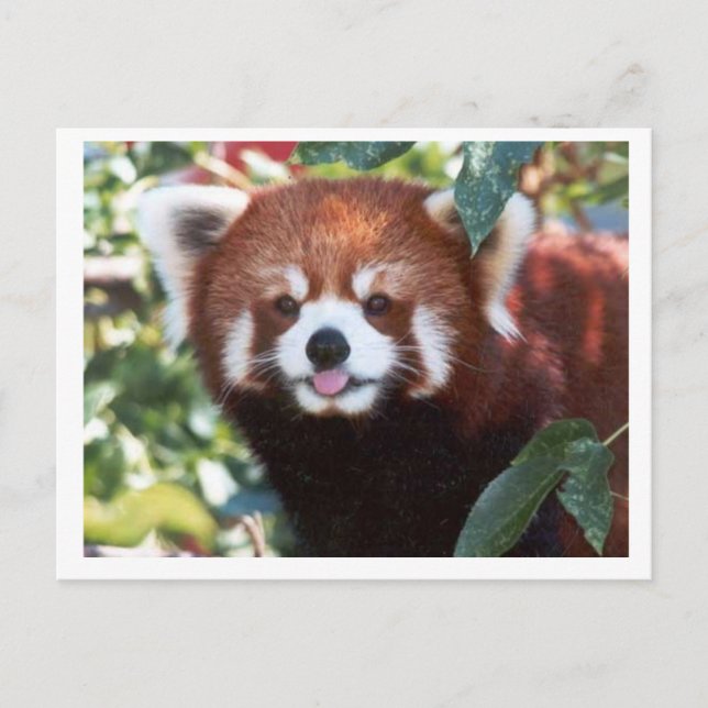 Cartão Postal Red Panda Rindo (Frente)