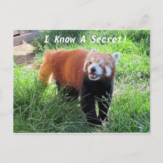 Cartão Postal Red Panda Secret (Frente)