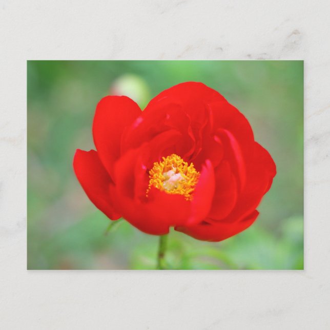 Cartão Postal Red Peony Flower (Frente)