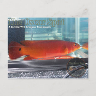 Cartão Postal Red Pike Cichlid
