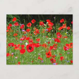 Cartão postal Red Poppies Field DIY