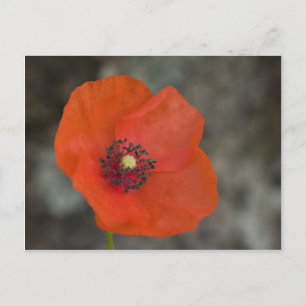 Cartão Postal Red Poppy