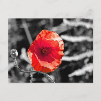 Cartão Postal Red Poppy