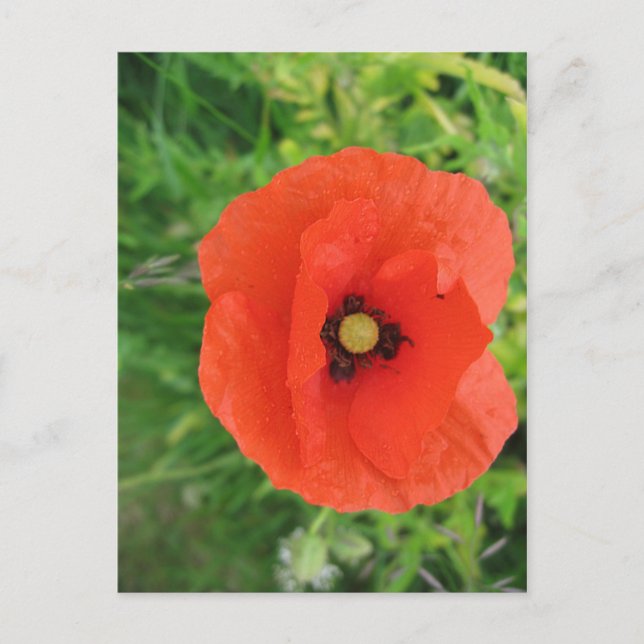 Cartão Postal Red Poppy (Frente)