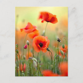 Cartão Postal Red Poppy Flowers