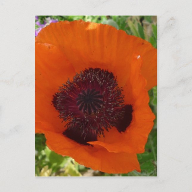 Cartão Postal Red Poppy - Klatschmohn (Frente)