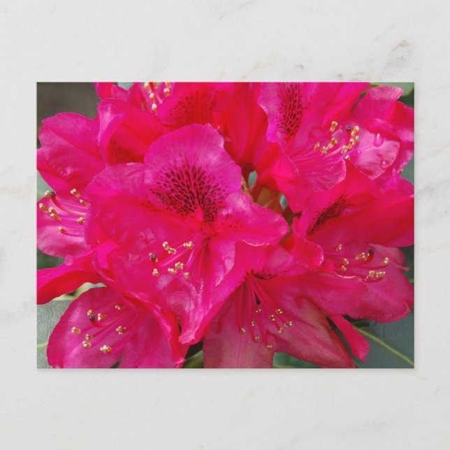 Cartão postal Red Rhododendron (Frente)
