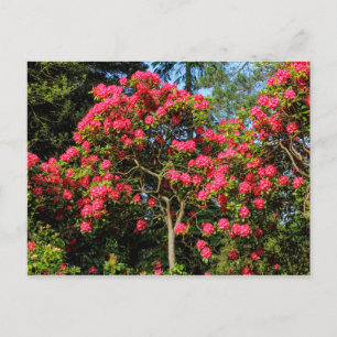 Cartão Postal Red Rhododendrons Bute Park, Cardiff, País de Gal