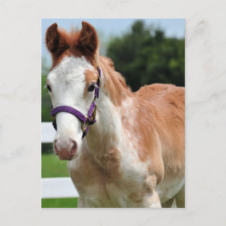 Cartão Postal Red Roan Colt
