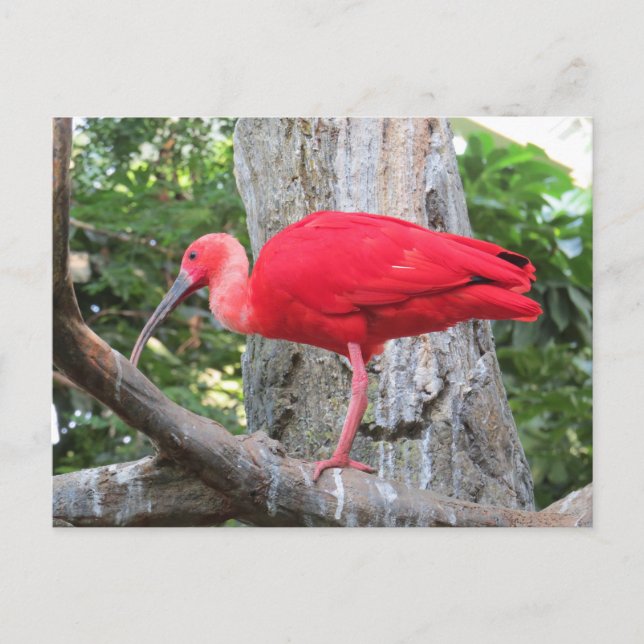 Cartão Postal Red Roseate Spoonbill Exotic Bird (Frente)