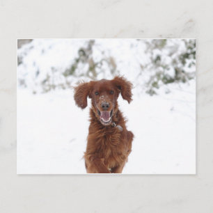 Cartão Postal Red Setter