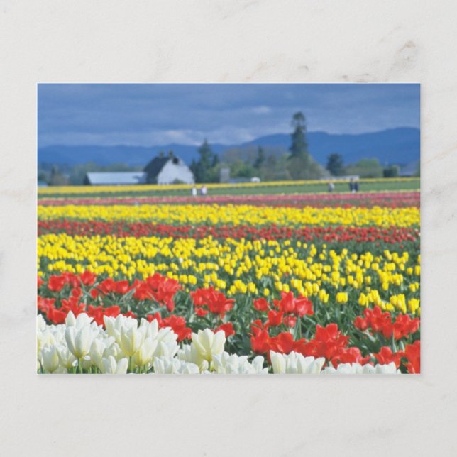Cartão Postal Red Skagit Valley, Mount Rainier, Washington, EUA (Frente)
