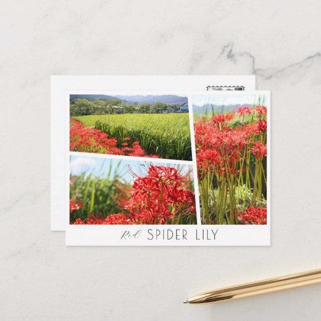 Cartão Postal Red Spider Lily (Frente/Verso In Situ)