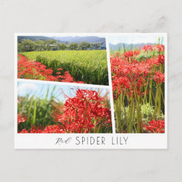 Cartão Postal Red Spider Lily