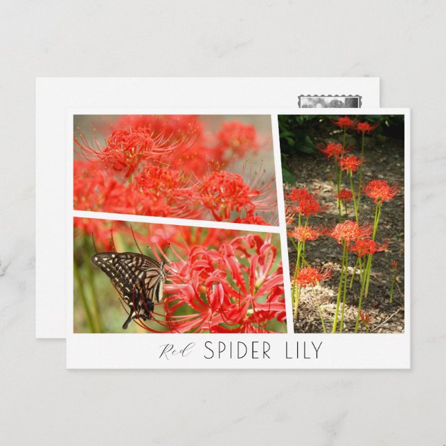Cartão Postal Red Spider Lily (Frente/Verso)