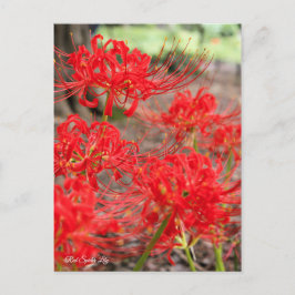 Cartão Postal Red Spider Lily: Cartão-postal