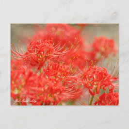 Cartão Postal Red Spider Lily: Cartão-postal